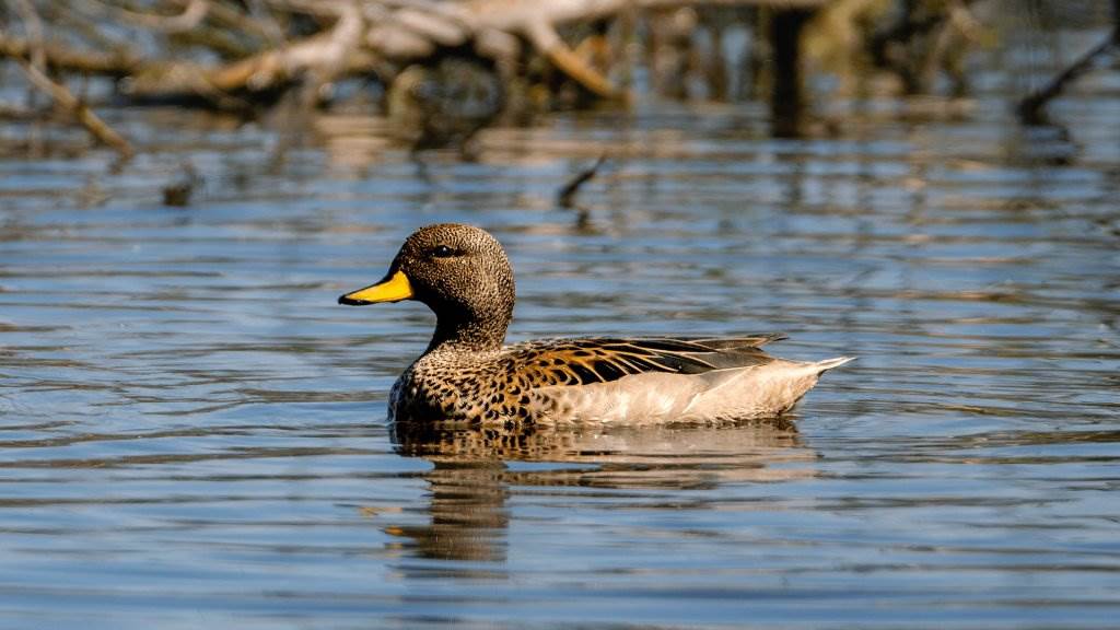 Are people shooting too many ducks?