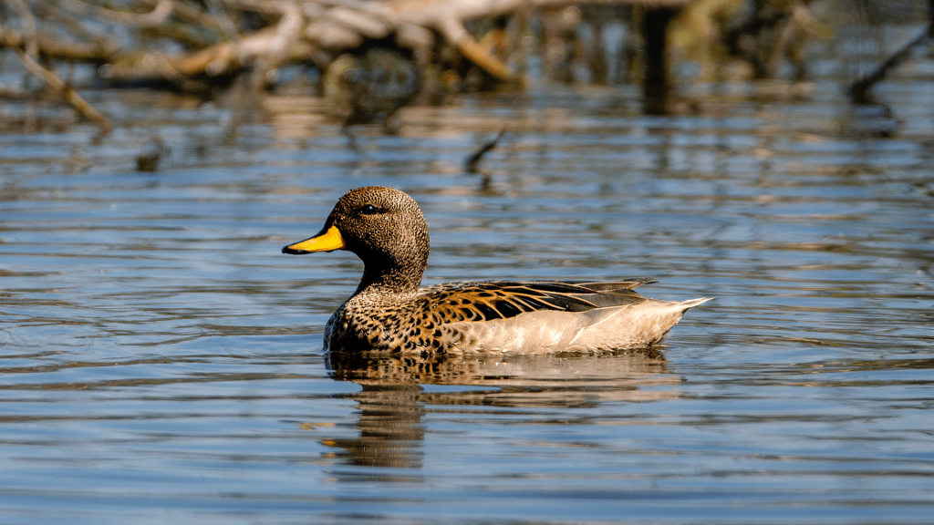 Are people shooting too many ducks?