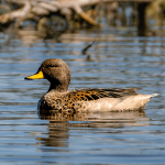 Are people shooting too many ducks?