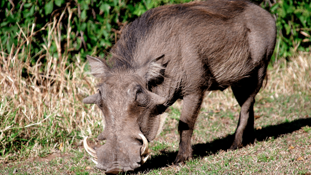 The Best Hog Hunting Guns