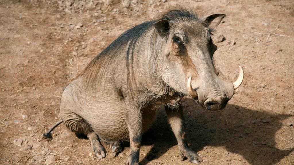 What size ammunition is best for wild boar?